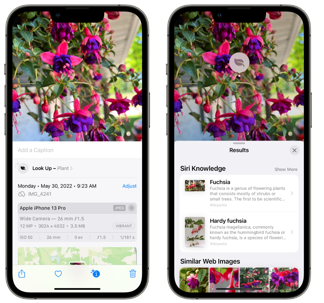 宾县苹果手机维修分享小技巧：使用 iPhone 相机识别花卉植物 